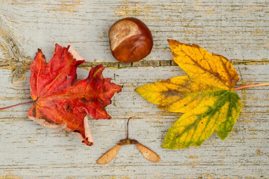 A picture of natural autumnal resources including leaves, a conker and a helicopter seed